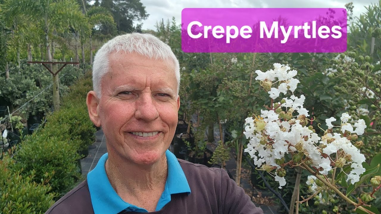 Знаменитые крепы мирт