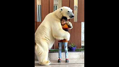 WATCH: Big friendly bear just wantsto hold hands #shorts#animals #animallovers