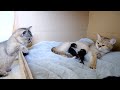 Sister cat Kiki who is jealous of baby kittens