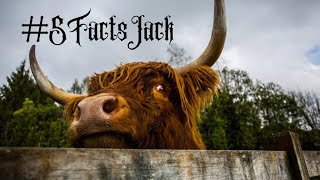 5 Facts About Highland Cows #5factsjack #new #highland #scotland #cows #pet #shortsvideo #education