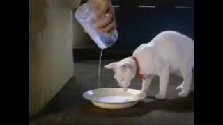 Entrasol Gold Advertisement  Kitten Gold ver 2 2004  Trans Tv Indosiar Rcti Tv7 Tpi U0026