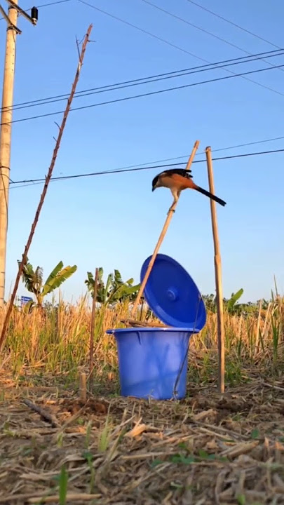 🐦‍⬛️🐦‍⬛️🌿Create DIY Quail Trap #shorts #uniquetraps #trap #trapping #nature #birds #flytrap