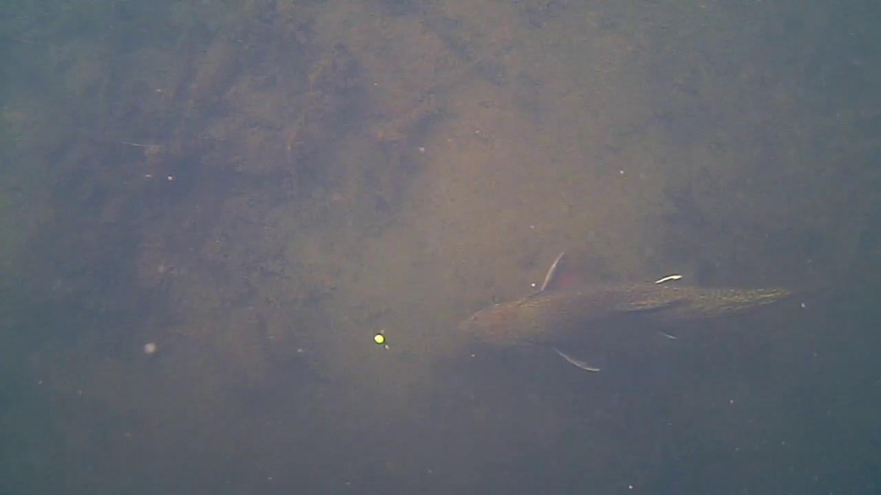 Trout underwater camera . Форель , подводная съемка . YouTube