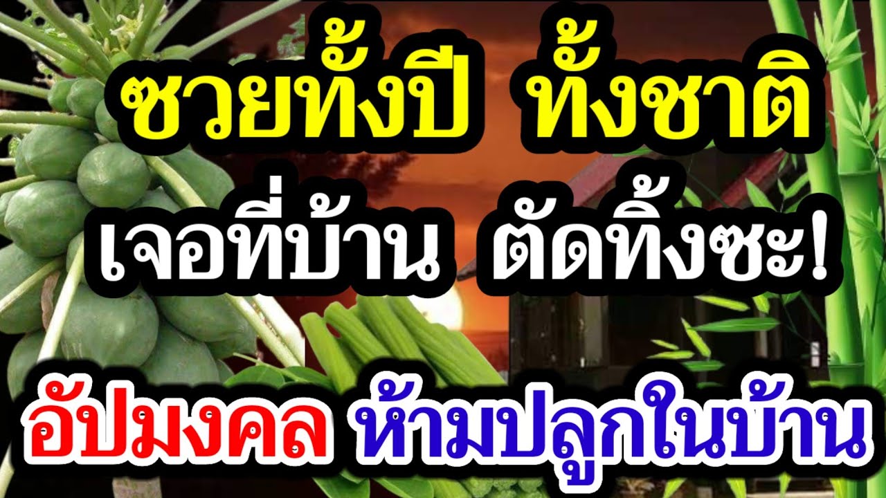 ต้นไม้ไม่มงคล ไม่ควรปลูก ไม่ควรนำเข้าบ้าน ห้ามปลูกในบริเวณบ้าน อับโชค ขัดลาภ ตัดทิ้งซะ!