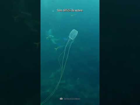 Video: Vespa marina (medusa scatola) - un mostro marino mortale