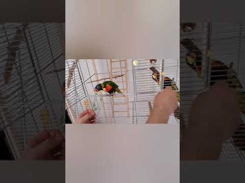 Vidéo: Le loriquet arc-en-ciel est-il un perroquet ?