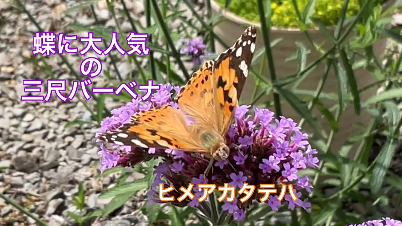 まるおの母 まるこの宿根草と低木の庭 22 08 14 午前中は お盆らしからぬ天気だったけど 午後から暑くなった庭 三尺バーベナには いつも蝶々が飛んで来ます 今日のお客は ヒメアカタテハ Youtube