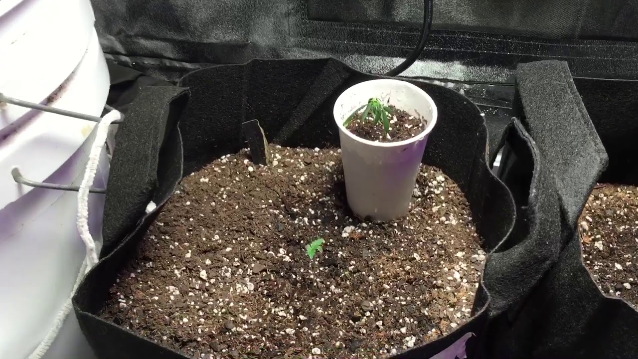 New grow tent and new plants check this video out guys I’m using my 600 ygrow led light and my 45w