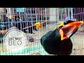Mantap Duet Maut Burung Beo | deadly duo parrot | الببغاء الثنائي البطل