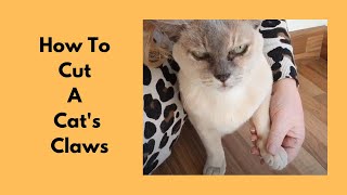 How To Cut A Cat's Claws