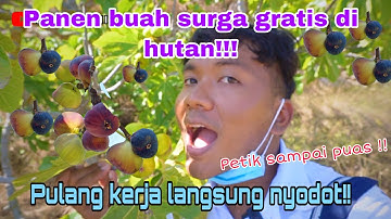 PANEN BUAH SURGA GRATIS PULANG KERJA!!! BUAHNYA LIAR DI HUTAN SUPER MANIS !!!