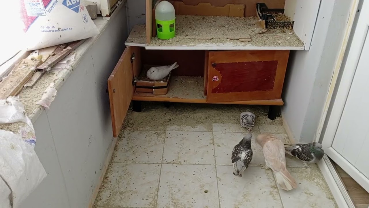 Miski yumurta yaptı ama çatlak yumurtası bize yavru getirmez gibi