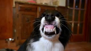 Border Collie knows how to smile! 