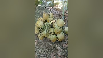 Vua Dừa Miền Tây// cây dừa xát hầm cá trái rất sai 