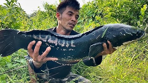 Câu Nhấp Trong Lùm Đụng Phải Tàu Ngầm || Caught giant king snakehead fish