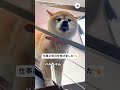 【報告】愛犬にお仕事と休日を告げました|PECO