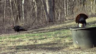 Kansas Spring Turkey Archery Hunt