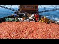 Wow!! Net fishing shrimp, Catch hundreds of tons of shrimp on the sea