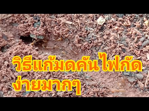 วิธีแก้พิษมดคันไฟกัดแบบง่ายๆ/How to cure fire ants poison.#แม่ไหมพาทำ