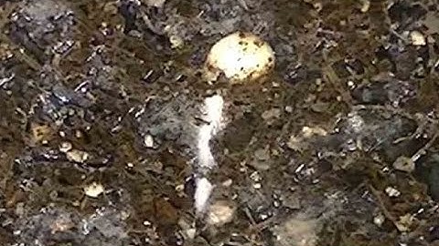 Pepper Seed Time Lapse - Soil Cross Section