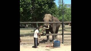 Majestic tusker at the Yala national park | ヤーラ国立公園の雄大な牙 | 雄大な牙 | الأنياب المهيبة | Tusker #shorts