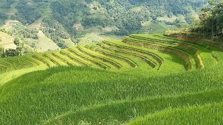 Beautiful Bamboo Flute & Kecapi | Relaxing Music for Sleep, Study, Yoga & Meditation