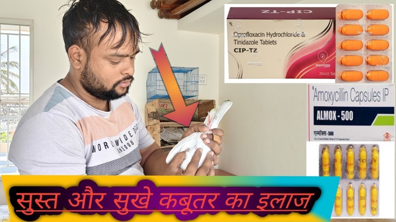 सुस्त और सुख कबूतर का इलाज कबूतर की हड्डी भरने का इलाज 