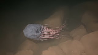 Box Jellyfish (Chironex fleckeri)