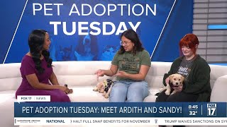 Pet Adoption Tuesday: Meet Ardith and Sandy!