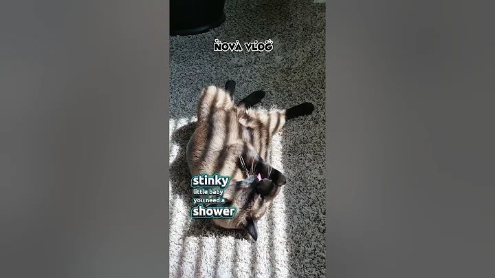 Watch the video about Samae,the chubby cat❤️ #petlover #cat #funny #funnycats #cutecat #siamese #animallovers #funnyvideo