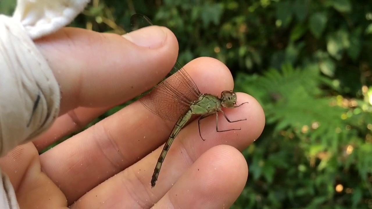 Erythrodiplax sp. release