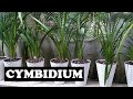 Orquideas Cymbidium / Division y cuidados
