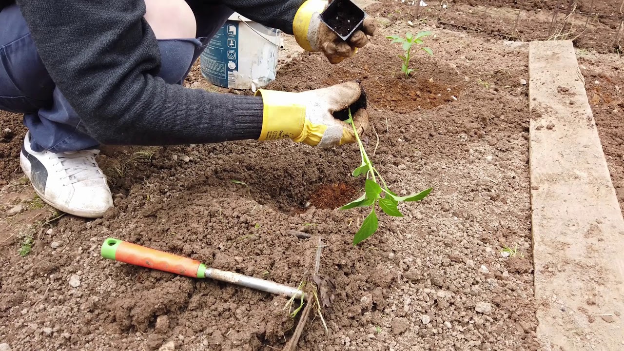ΟΡΓΑΝΩΣΗ ΧΩΡΑΦΙΟΥ ΚΑΙ ΦΥΤΕΜΑ #1