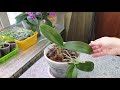 Реанимация орхидеи Листья потеряли тургор Помог простой способ