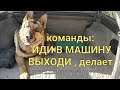 Моя собака понимает, выполняет команды состоящие из двух слов. Порода немецкая овчарка.