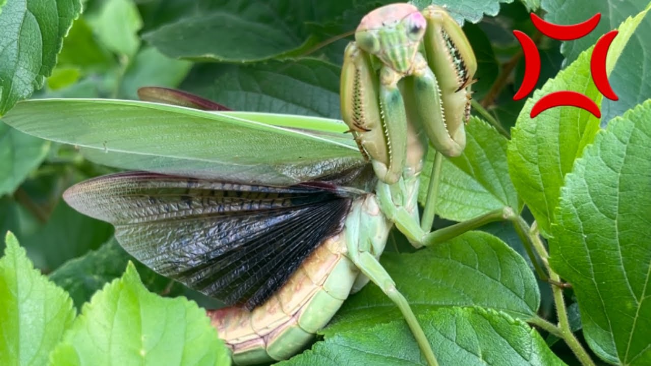 Mantis Hunting] I tried to catch a giant mantis and it absolutely