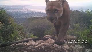 P12 - The Catfather who clawed-off his GPS collar