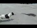 Cachorro feroz Vs. Lagarto Teiú / Fierce dog chases Lagarto Teiú / Anjing ganas mengejar Teiú Lizard