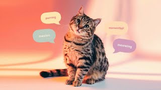Celebrity Cat Body Language 101 Profile