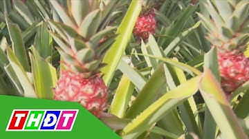 Khóm son Thái chuẩn bị đón Tết Mậu Tuất 2018 | THDT