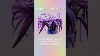 Purple Spider Lily Symbolic Meaning are royalty, spirituality, and prayer. 💜Click link in bio!!!