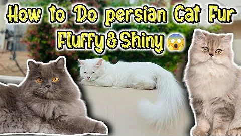 Watch the video about How to do Persian Cat furr fluffy & shiny hair | persian cat long hair & coat |persian cat hair fall