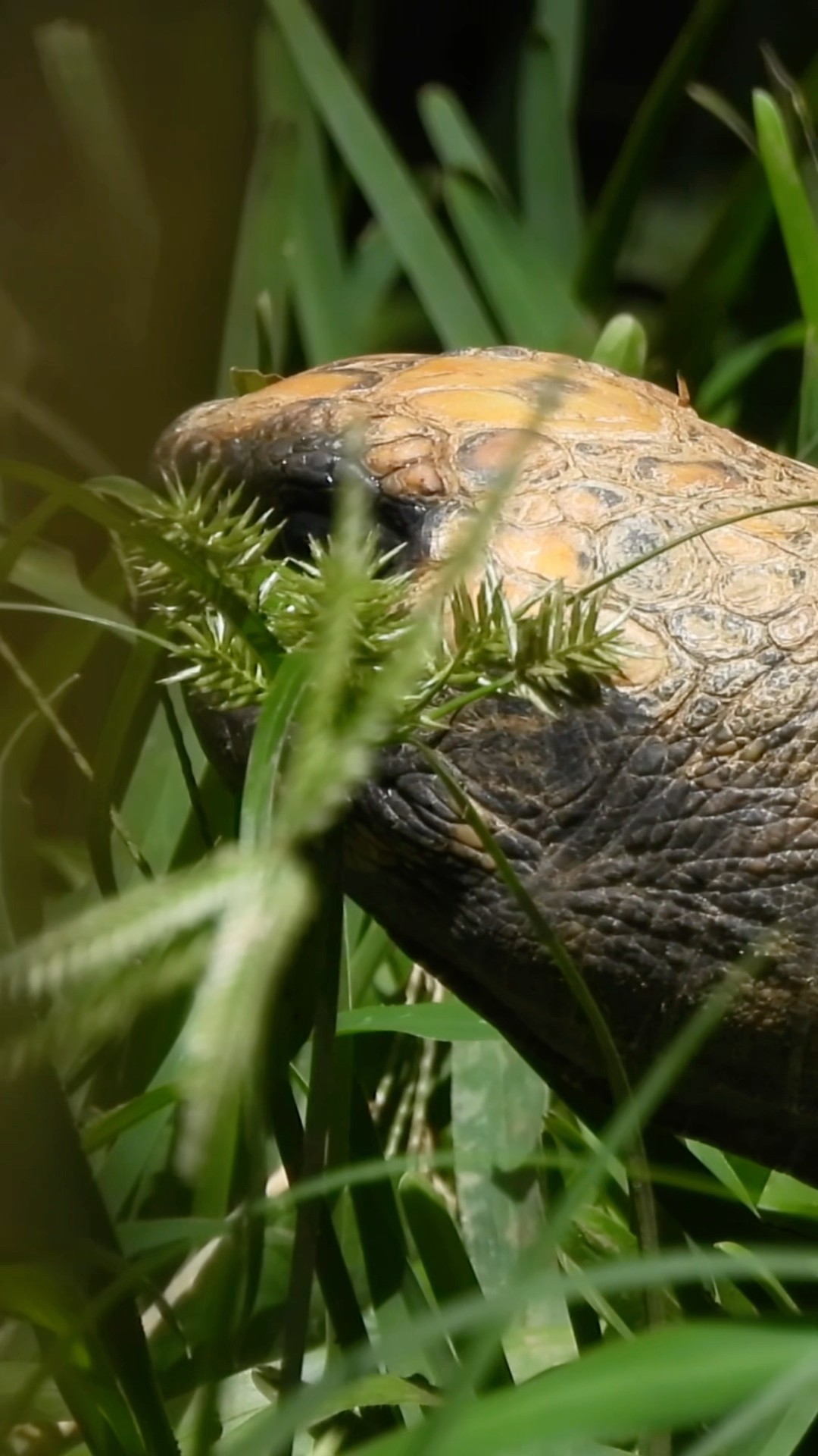 Ancestral Animal Sleeping