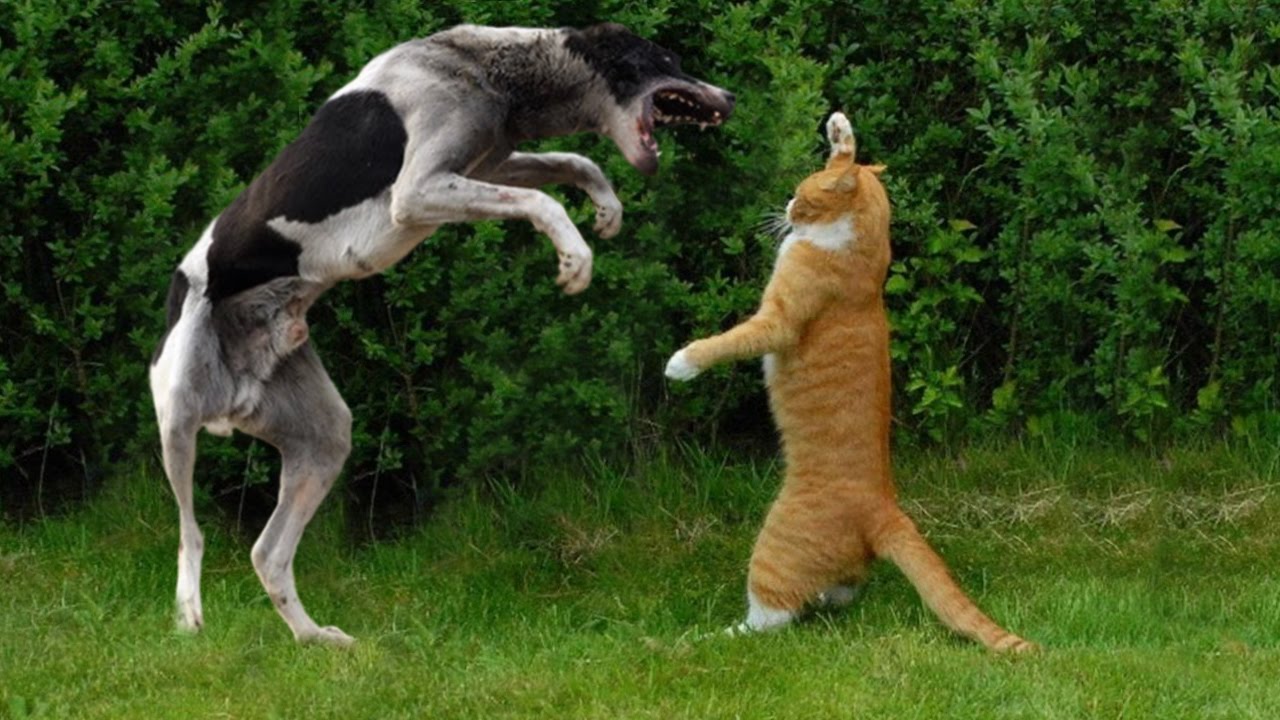 Собаки против видео. Коты против собак. Кошки вс собаки. Кот против. Большая кошка против собаки.