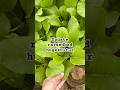 Raisedbed nya sudah terisi ini pakai metode hugekultur #garden #gardening #berkebun #raisedbed