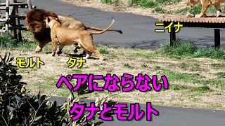 ペアにならないタナとモルト　〜 Lion (ライオン)〜　多摩動物公園
