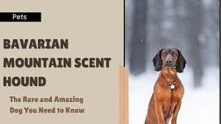 Bavarian Mountain Scent Hound: The Rare and Amazing Dog You Need to Know