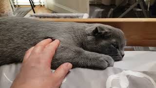 Кошки сладко отдыхают 😻 by Cats Lika and Tom 199 views 4 months ago 3 minutes, 45 seconds