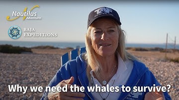 Ever wondered why we need the whales to survive?