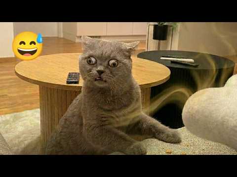 🤣 Try Not To Laugh | Funny Cats and Dogs Compilation 2026